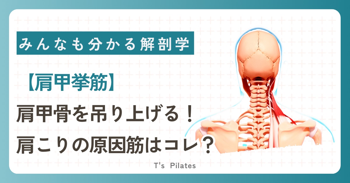 肩甲挙筋サムネイル