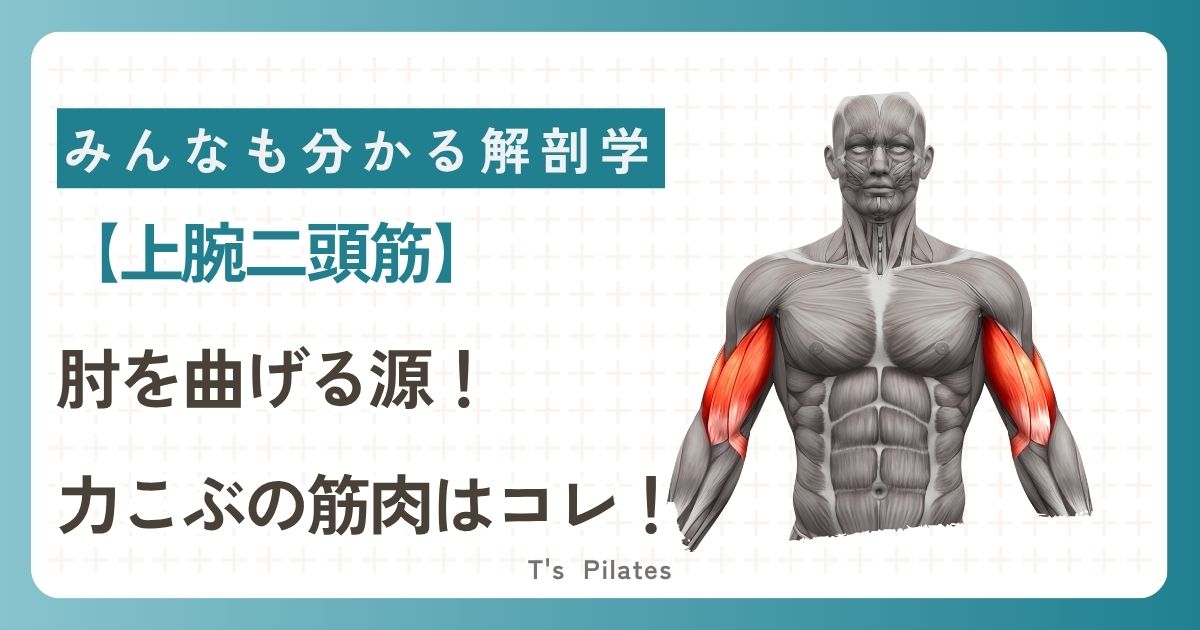 上腕二頭筋