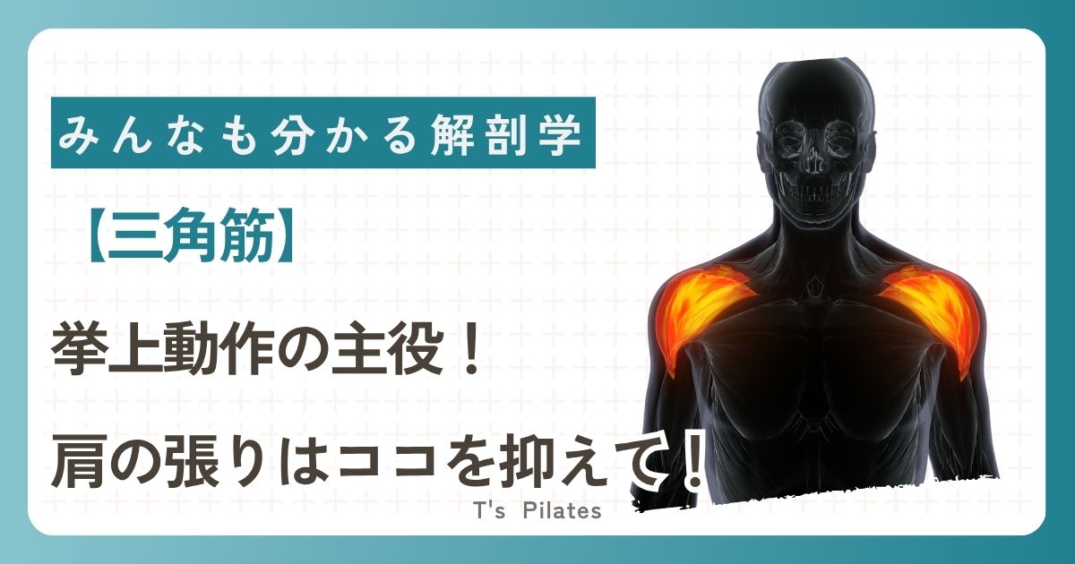 三角筋サムネイル