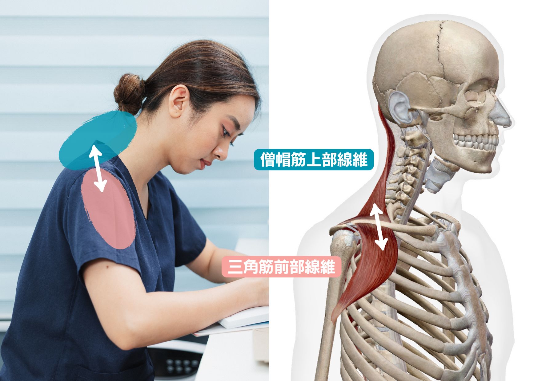 僧帽筋上部線維と三角筋前部線維