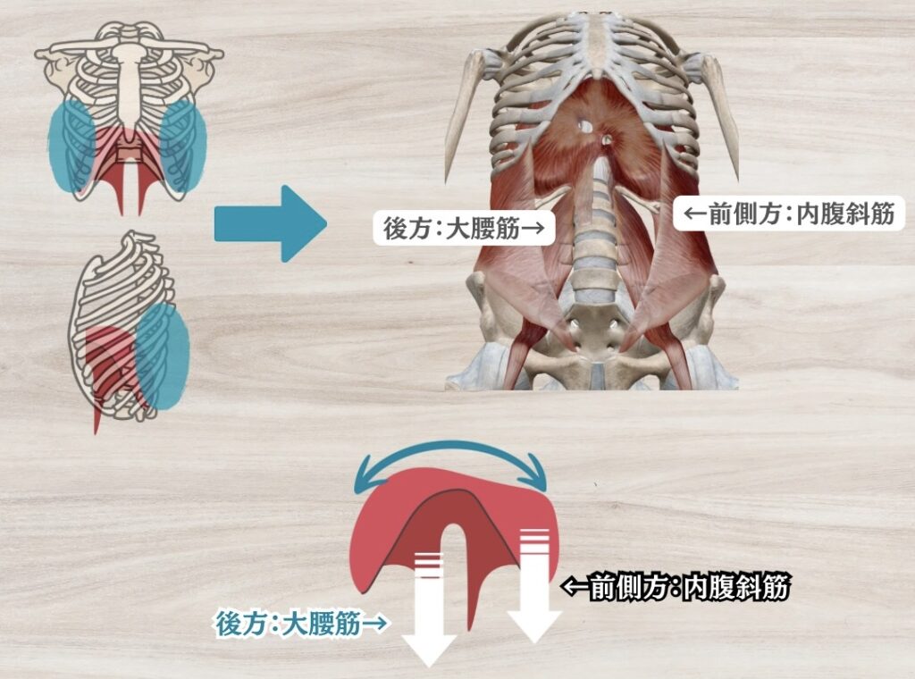 横隔膜を機能させる2つの筋肉