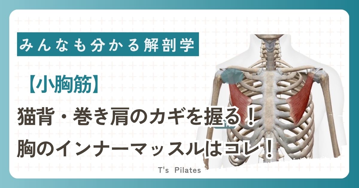 小胸筋サムネイル
