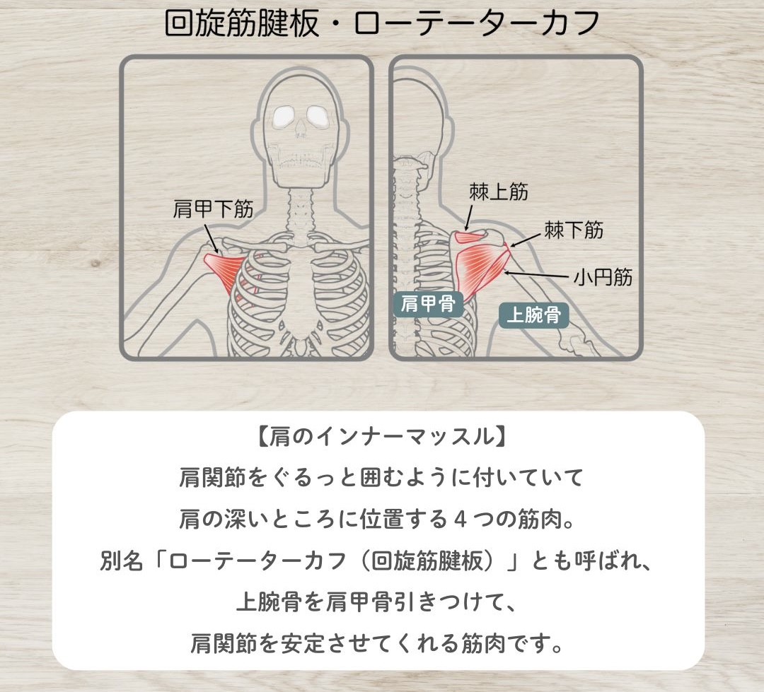 ローテーターカフ(回旋筋腱板)
