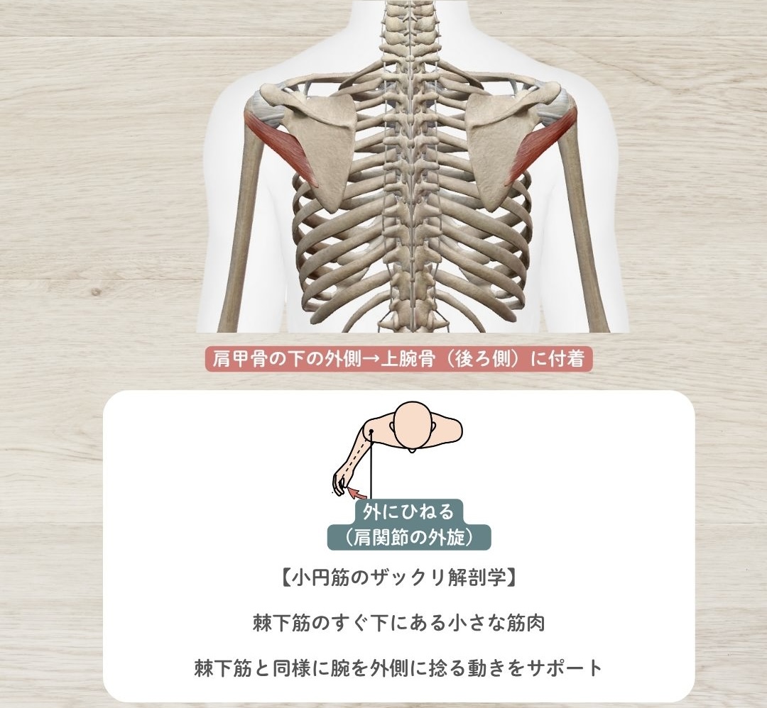 小円筋(しょうえんきん)
