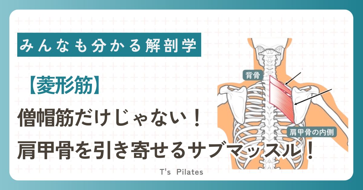 菱形筋コラムサムネイル