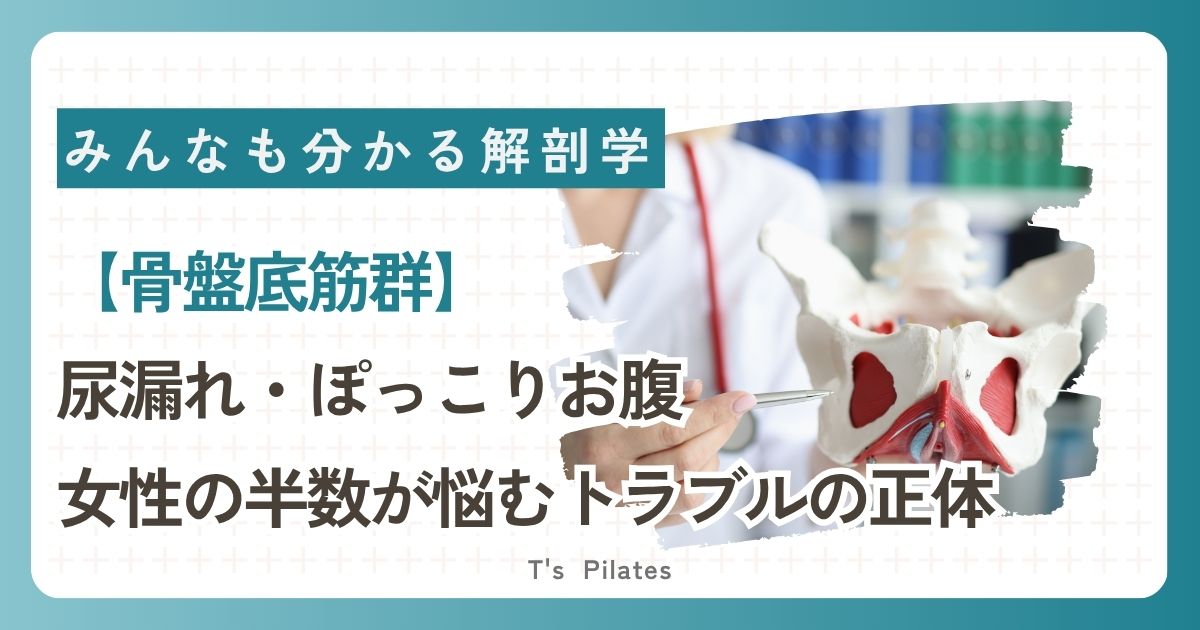 骨盤底筋群サムネイル