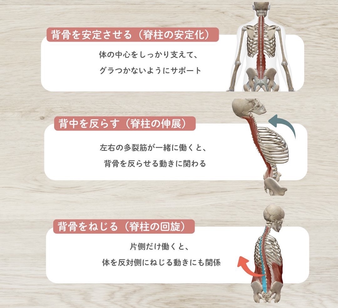 多裂筋の作用
