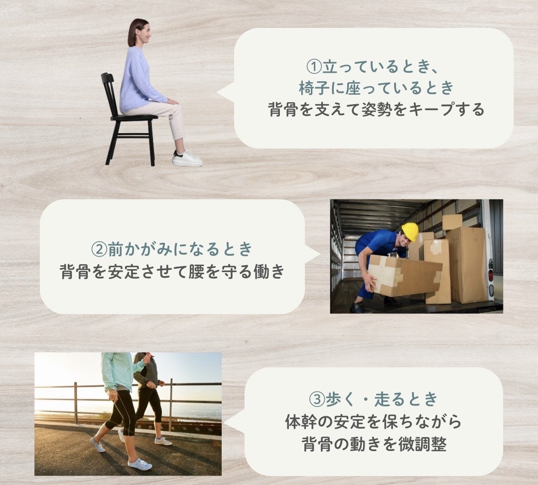 日常生活での多裂筋の活躍