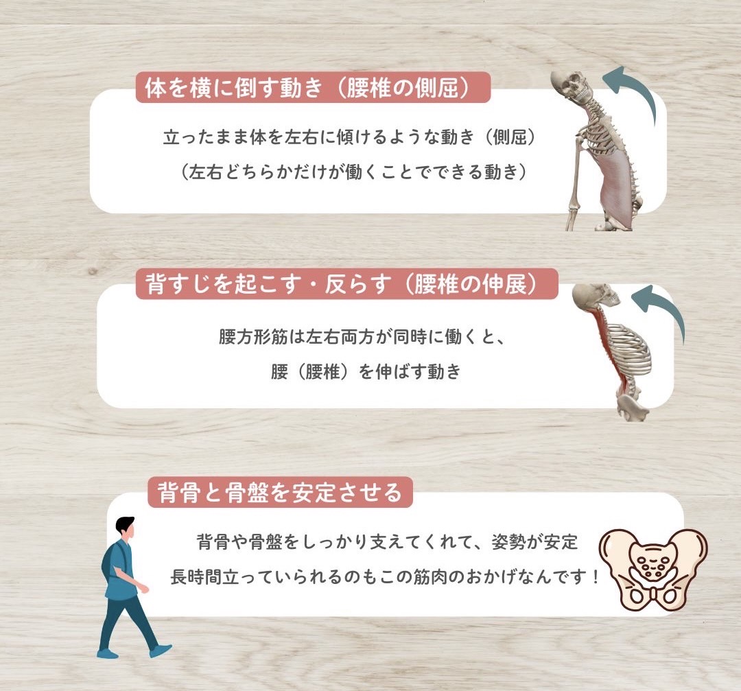 腰方形筋の作用
