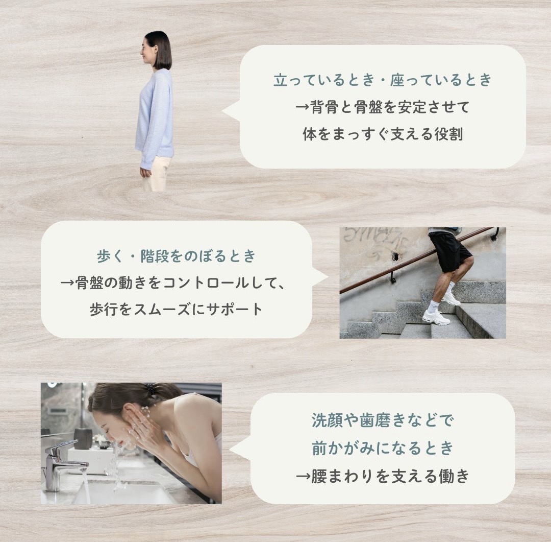 日常生活での腰方形筋の活躍