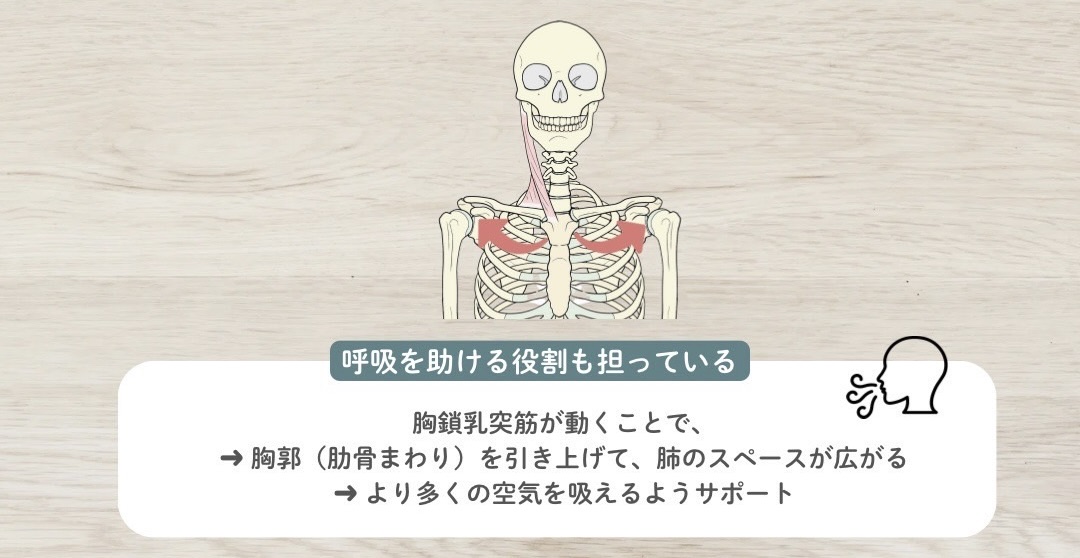 呼吸補助筋としての胸鎖乳突筋