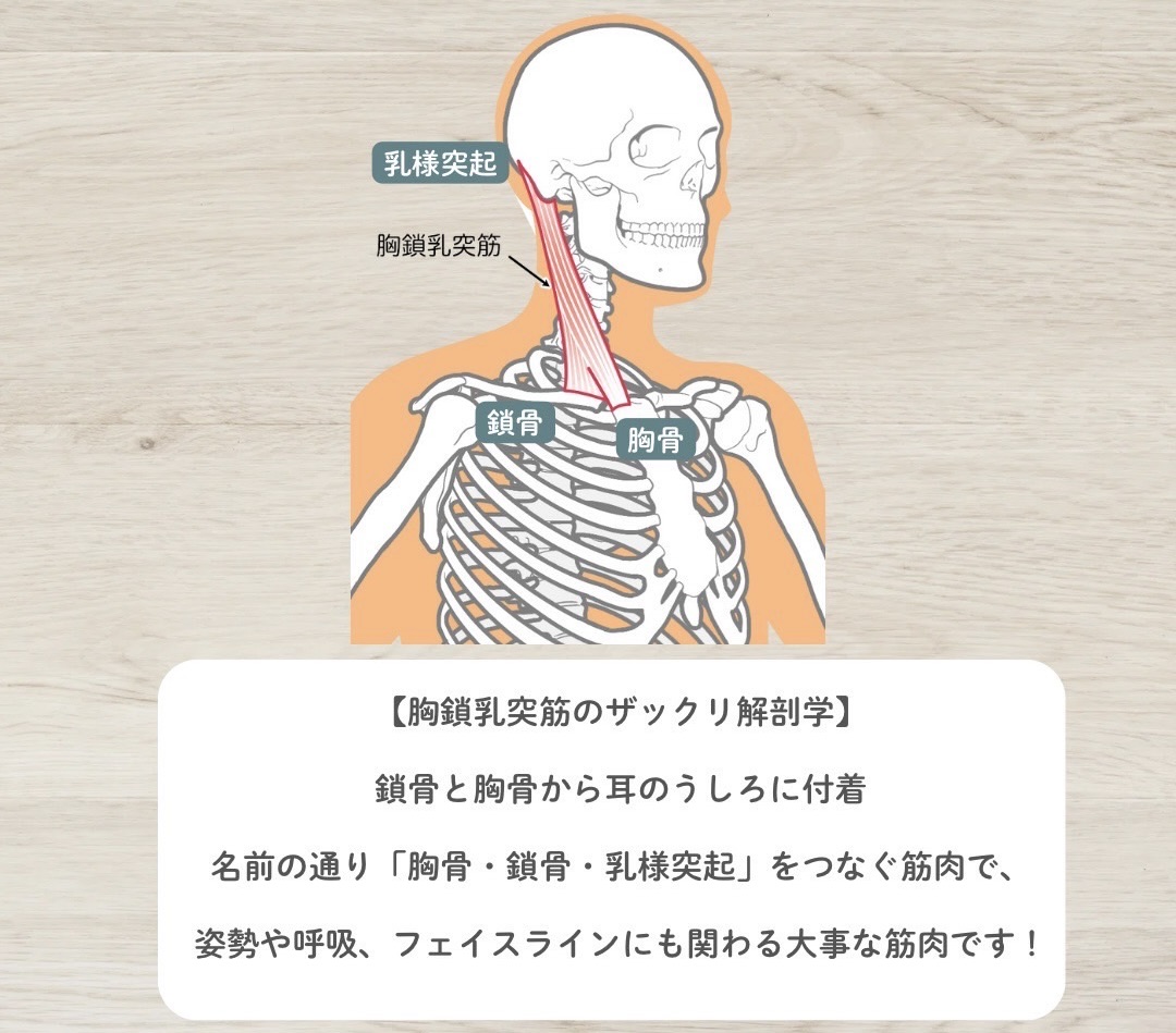 胸鎖乳突筋（きょうさにゅうとつきん）