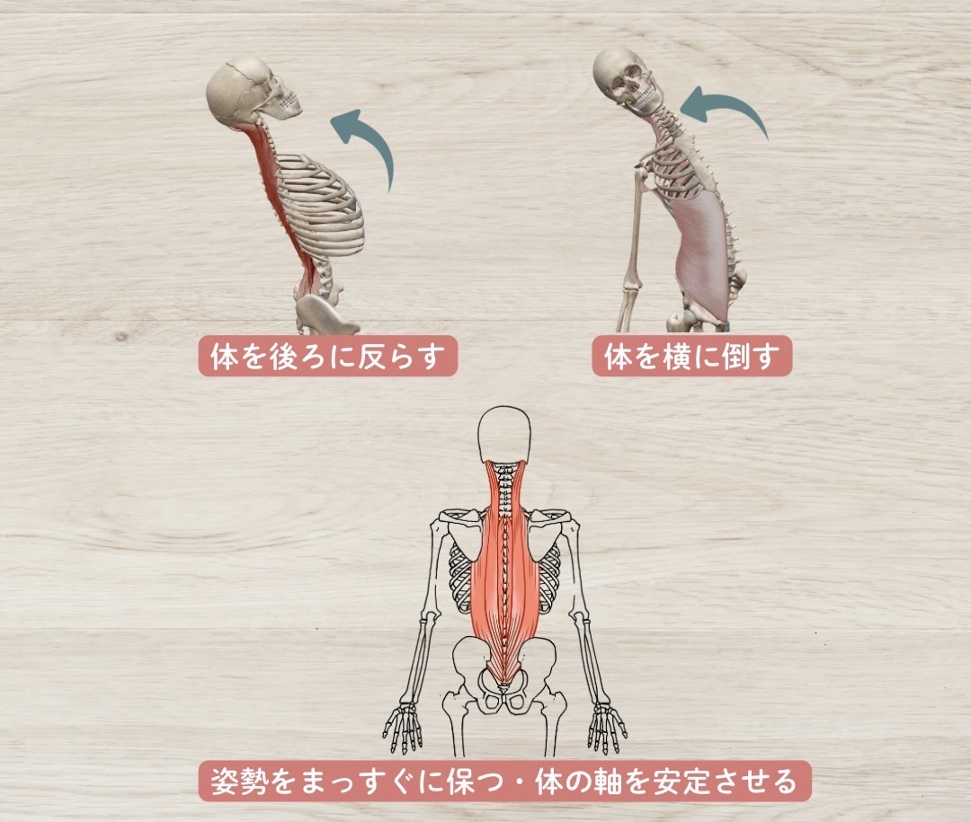 脊柱起立筋の作用