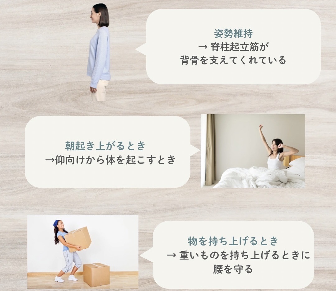 日常生活での脊柱起立筋の活躍