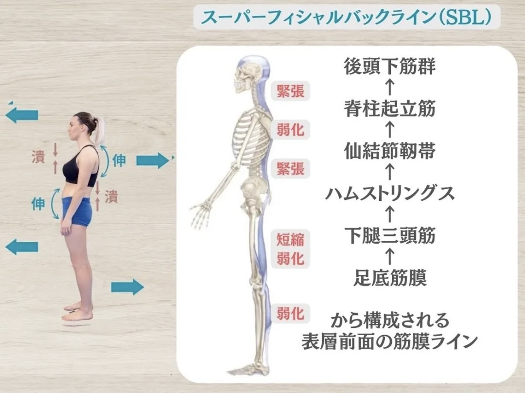 脊柱起立筋と筋膜ライン