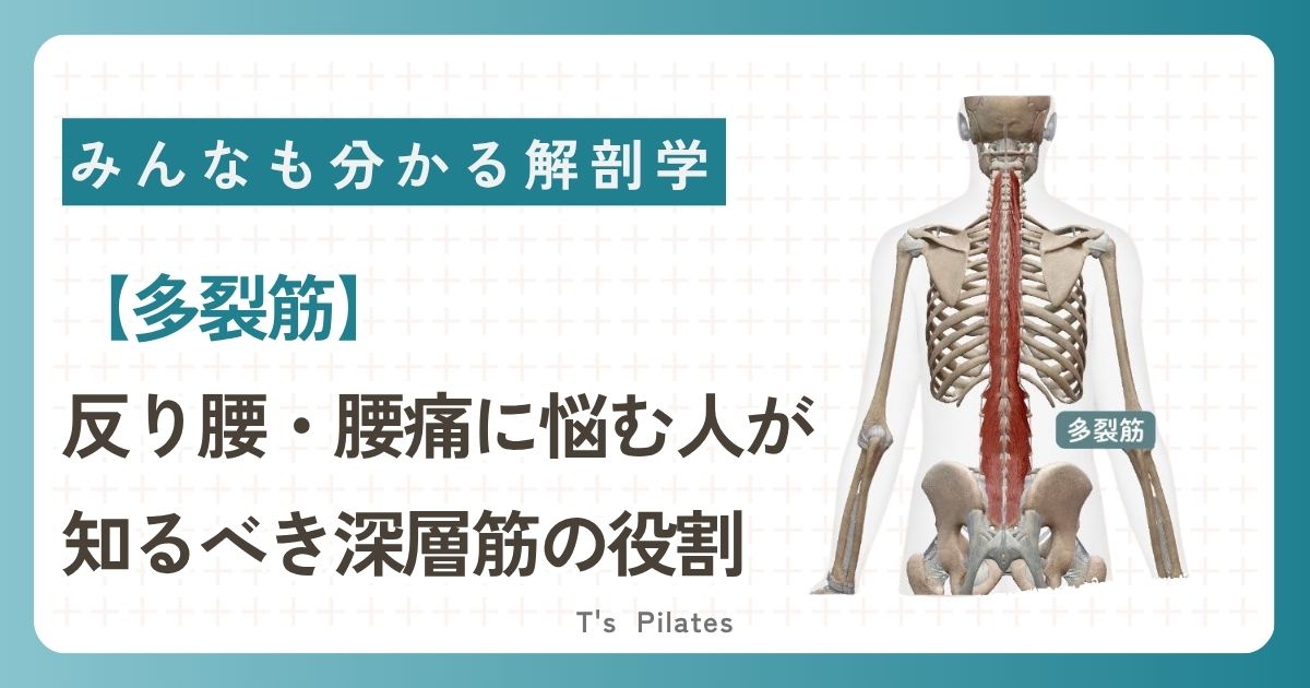 多裂筋サムネイル