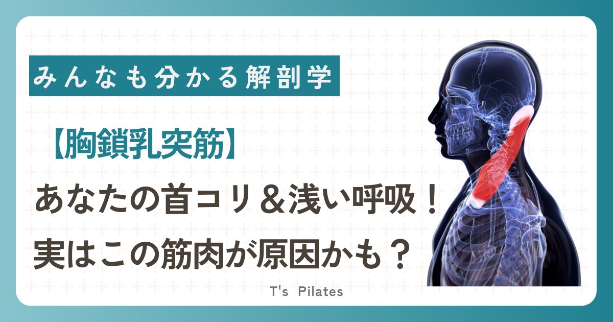 あなたの首こりや浅い呼吸、実はこの筋肉が原因かも?