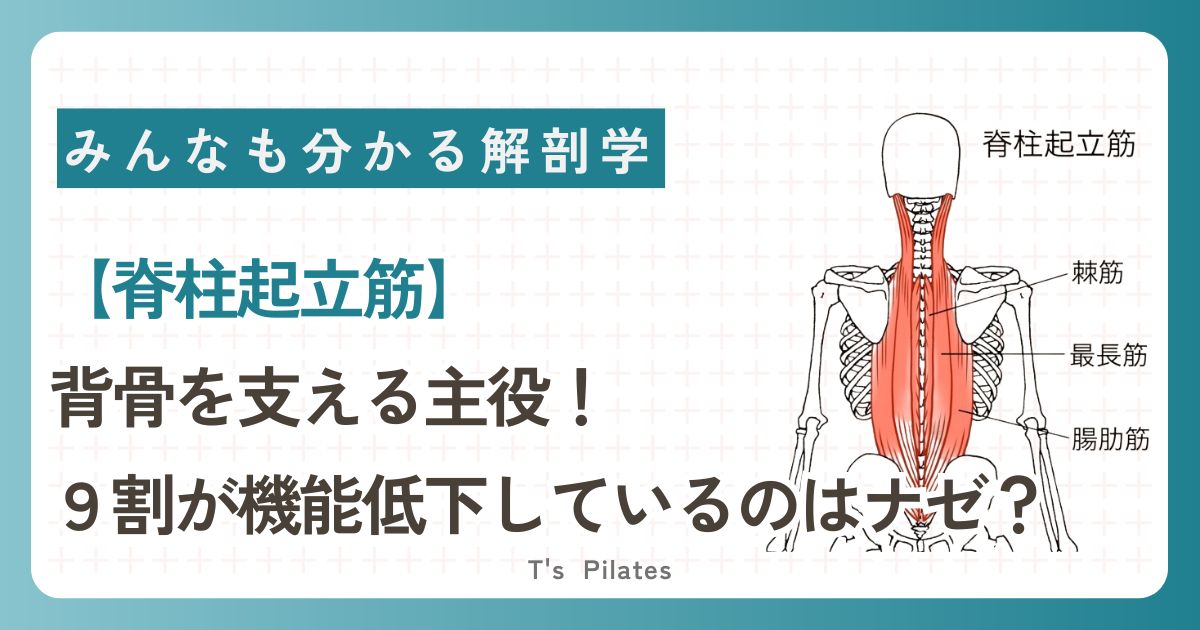 脊柱起立筋サムネイル