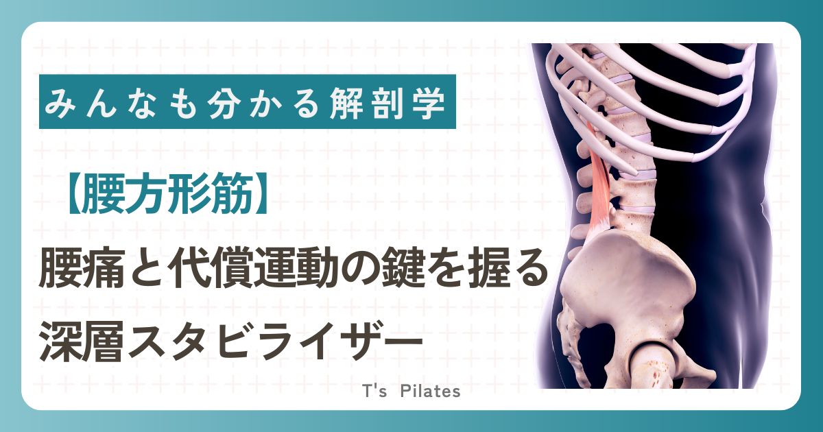 腰方形筋サムネイル