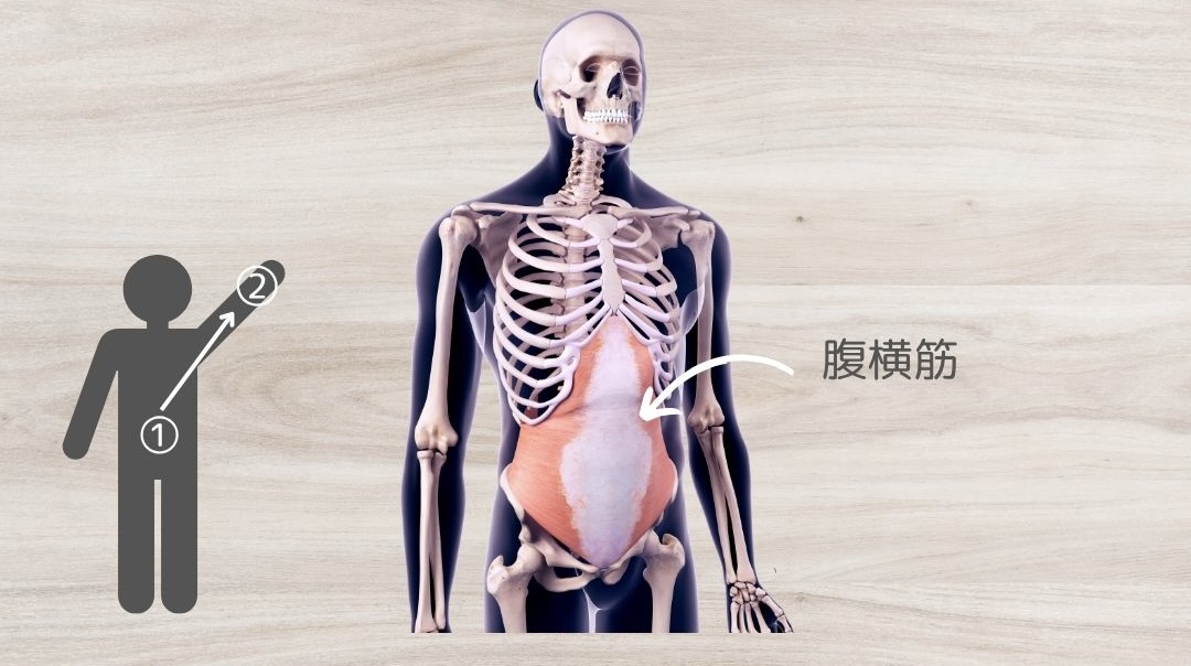 腹横筋のフィードフォワード