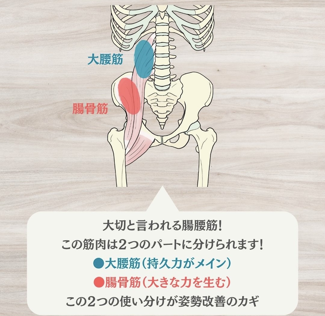 腸腰筋の構成