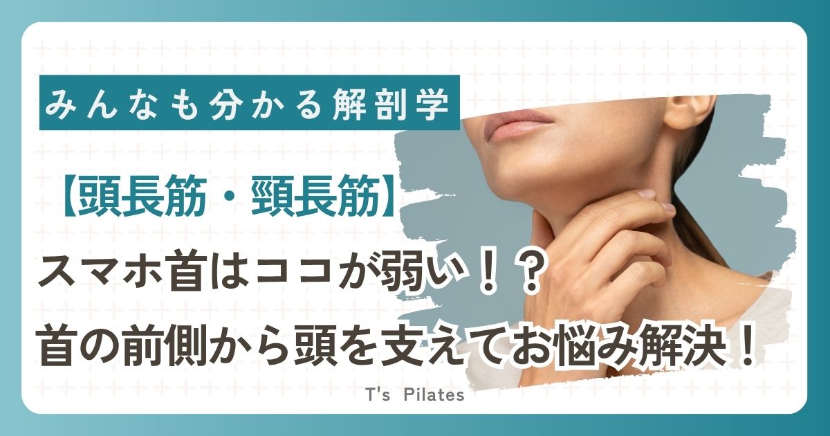 【頭長筋・頸長筋】スマホ首はココが弱い！？首の前側から頭を支えてお悩み解決！