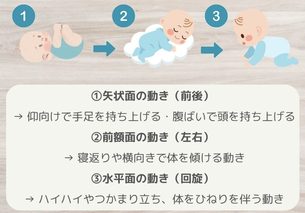 運動発達から紐解く代償動作の修正