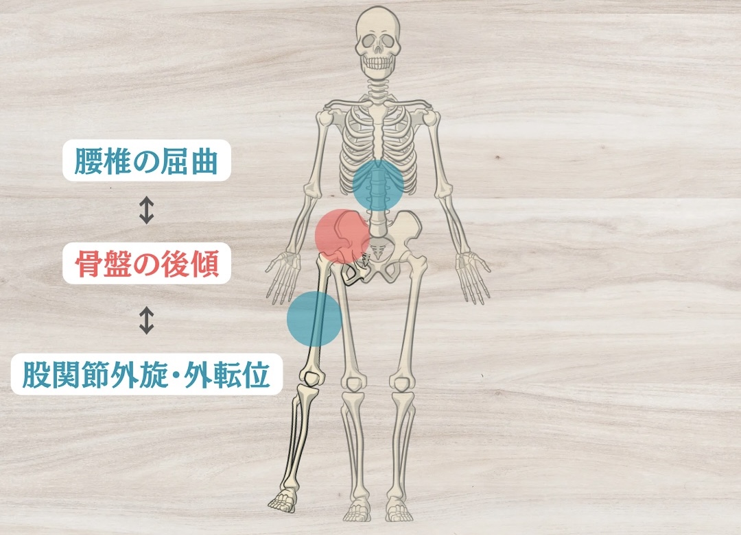 骨盤後傾の運動連鎖