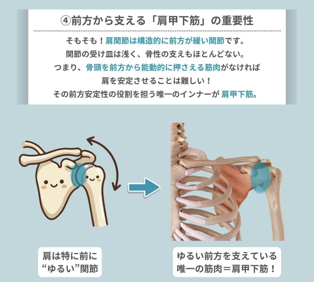 前方から支える「肩甲下筋」の重要性